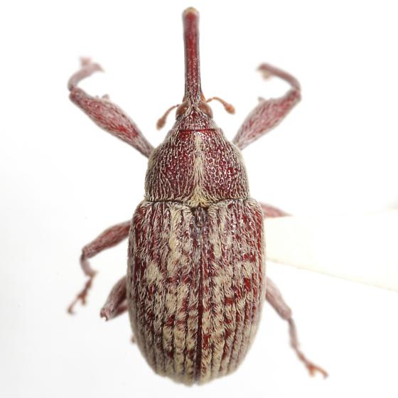 Anthonomus grandis, the Boll Weevil (Coleoptera: Curculionidae)